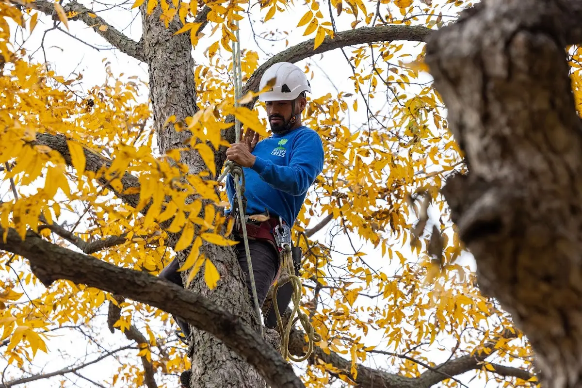 Skilled Tree Pruning crew working in Bayport