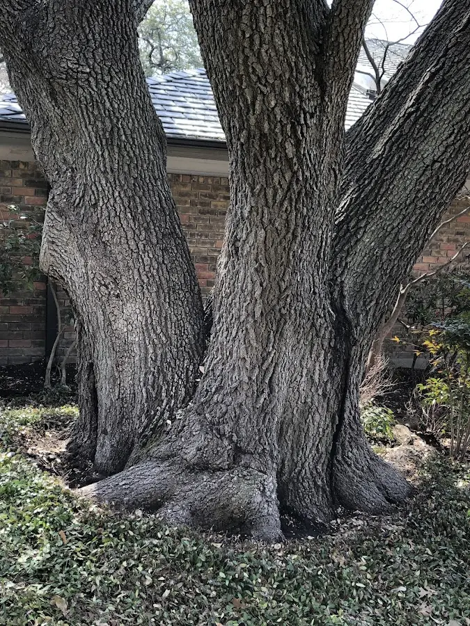 Mature heritage tree close to a Bayport property cared for by certified arborists